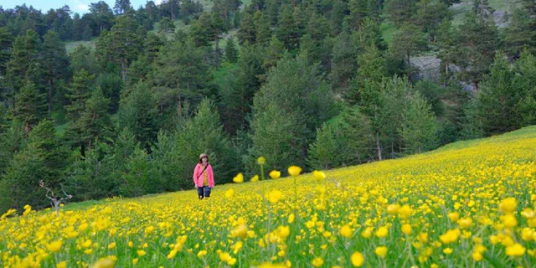 Sarı çiçeklere bürünen çayırları, buz gibi akan çeşmeleri... Gümüşhane’nin 950 rakımda masal diyarı 7